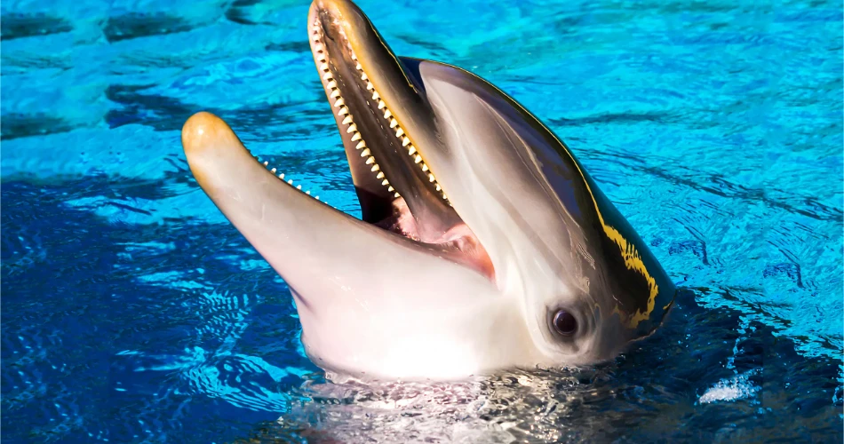 Explore Dammam with 10 Things You Can’t Miss in the Eastern Province’s Gem